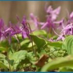 Corydalis-Yanhusuo-Plant1