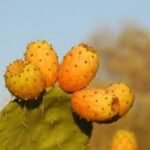 Sabra-cactus-fruit-350x235